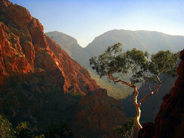 Roter Eukalyptus in den Mac Donnell Ranges