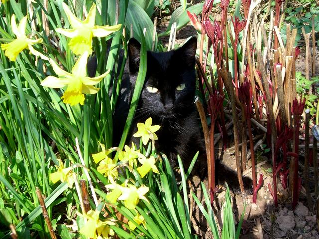 Nicht OsterHASE, OsterKATZE!