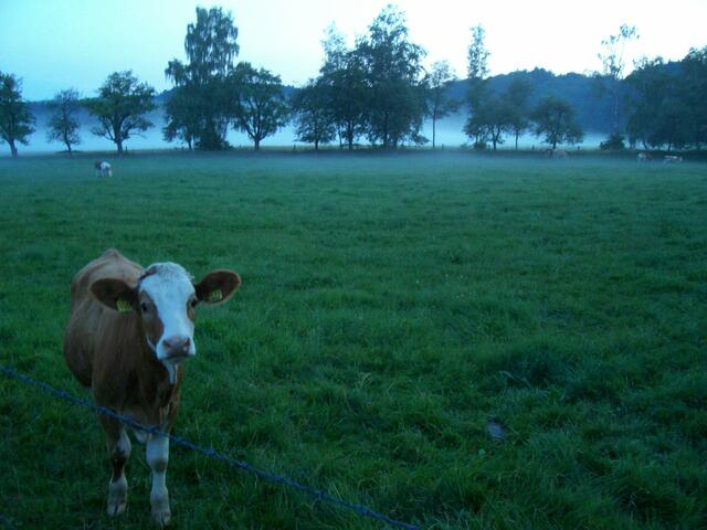 Kuh auf der Viehweide am Abend