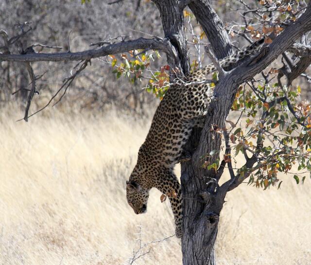 Frei lebender Leopard - tagaktiv in Namibia