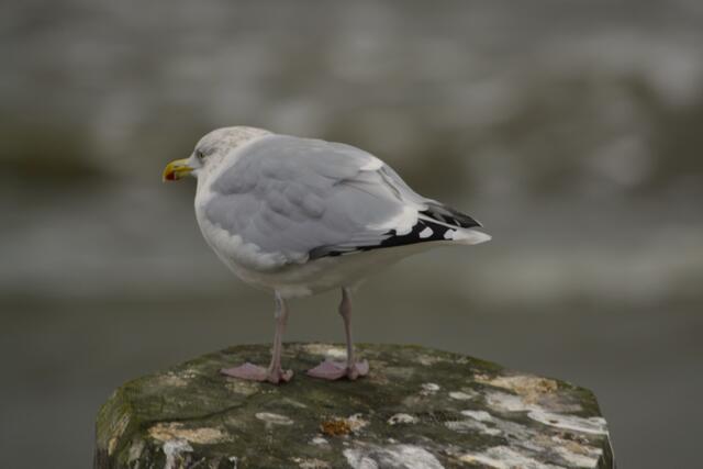 Möwe auf einen Holzpoller auf der Überfahrt zur Nordseeinsel Wangerooge im September