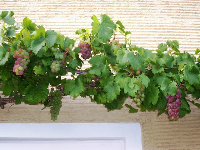Weintrauben an der Hauswand
