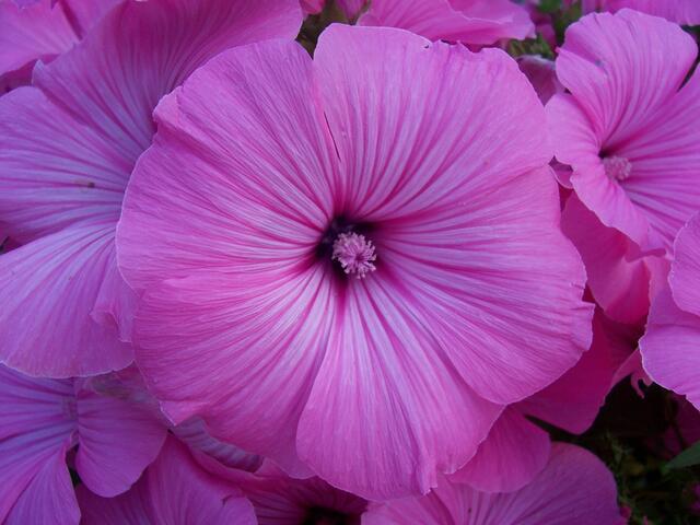 Malvenblüte