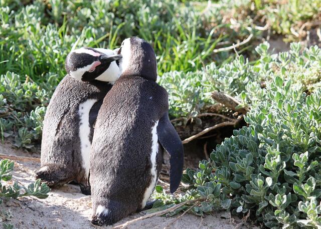Verschmuste Pinguine in Kapstadt