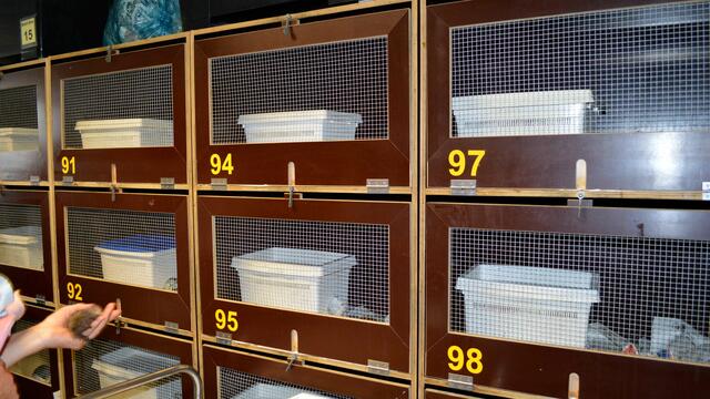 In diesen Boxen versucht man den Winterspeck anzufüttern. Ende Oktober kommen wir wieder.