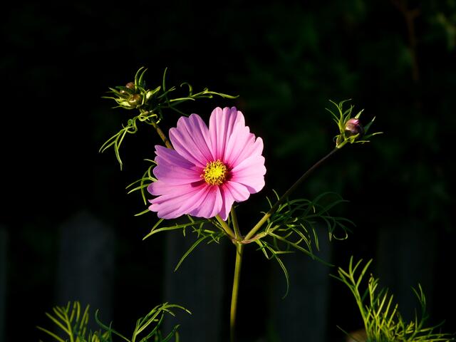 Zarte Blütenschönheit - COSMEA - im Juli