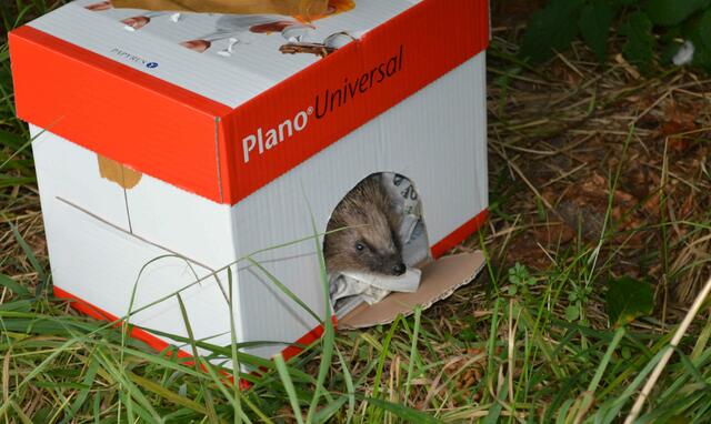 Etwas Katzenfutter soll "Woodstock" herauslocken.