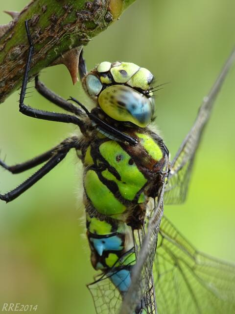 Besuch im Garten