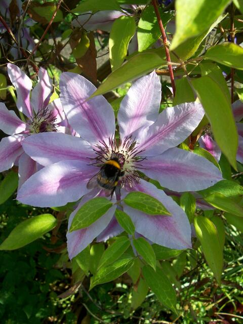 Biene an der Clematis-Blüte