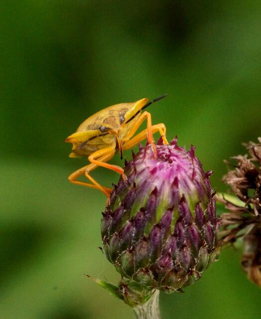 Auch die Purpur-Fruchtwanze (Carpocoris purpureipennis) lebt von den Pflanzensäften, die sie mit ihrem Stechrüssel aufsaugt.