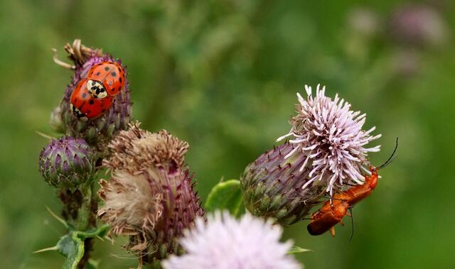 Auf der Distel herrscht in den Hochsommerwochen ein munteres Treiben. Alle denken an die Nachkommenschaft...!