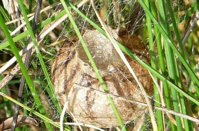 Wespenspinnenkokon