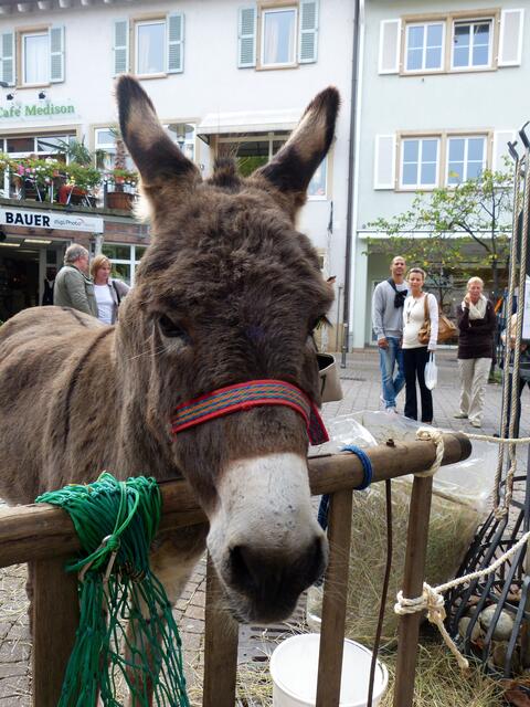 Eselreiten für die Kinder !