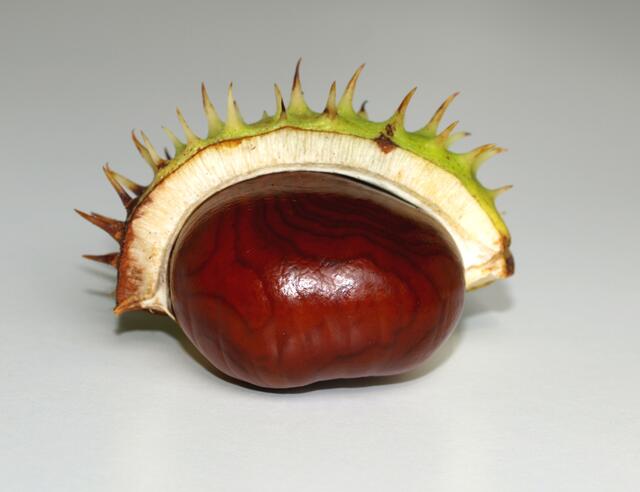 Langsam öffnet sich der stachelige grüne Panzer ... Stück für Stück ... gleich ist es geschafft. | Foto: Grace Winter / www.pixelio.de