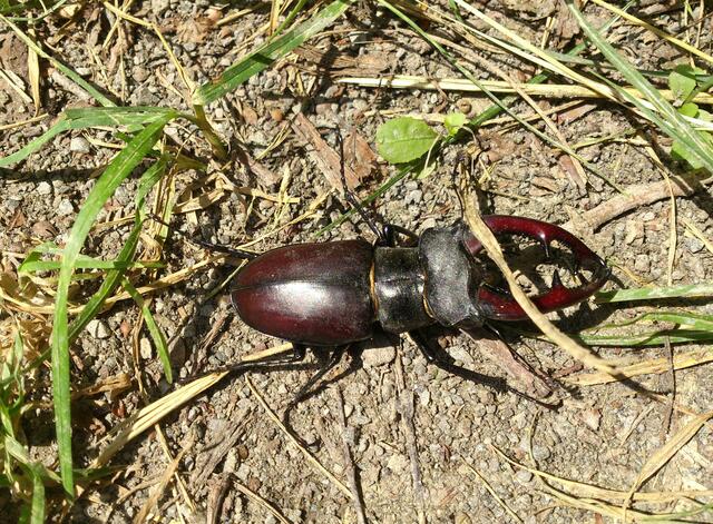 Begegnung mit einem Hirschkäfer (Lucanus cervus).