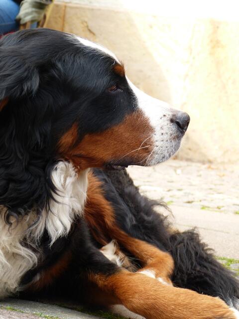 Er sieht das Treiben locker !