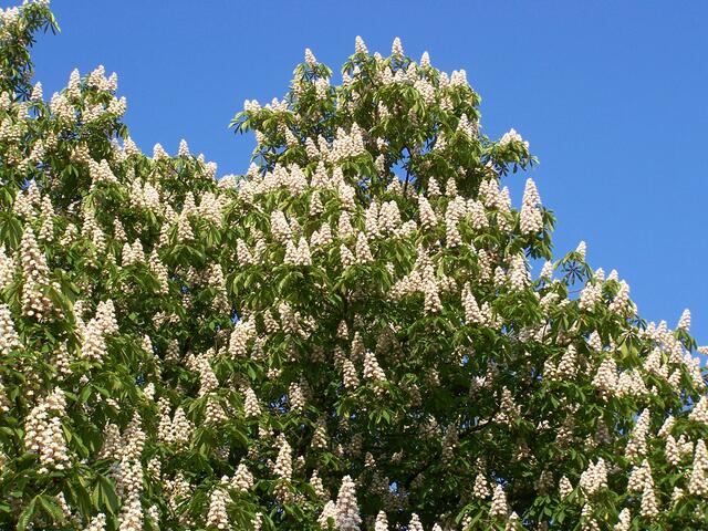 Kastanienbaum während der Blüte | Foto: knipseline / www.pixelio.de