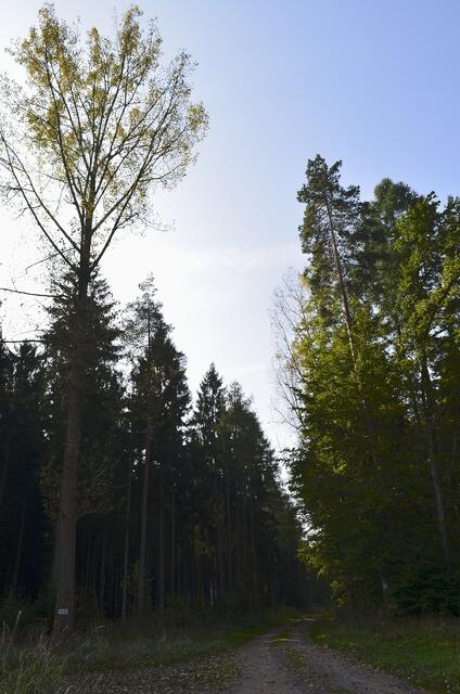links muss ich hier gehen  -  dann kam die Kreuzung und ich bin nicht den richtigen Weg weiter gelaufen, rechts statt geradeaus ging ich.............