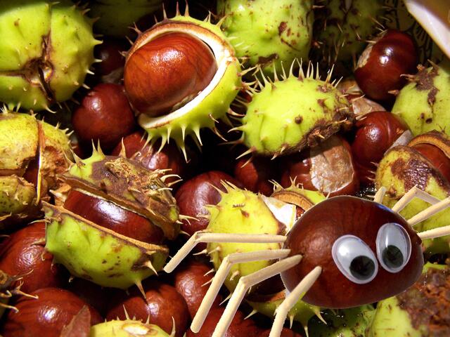 Seltenheit: Ist tagsüber geschlüpft ... | Foto: knipseline / www.pixelio.de