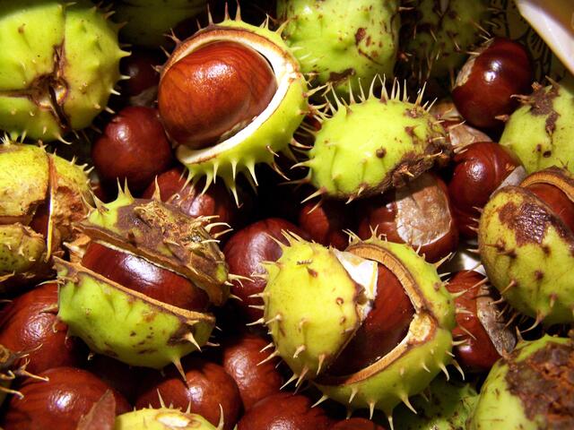 Sie sammeln sich ... | Foto: knipseline / www.pixelio.de