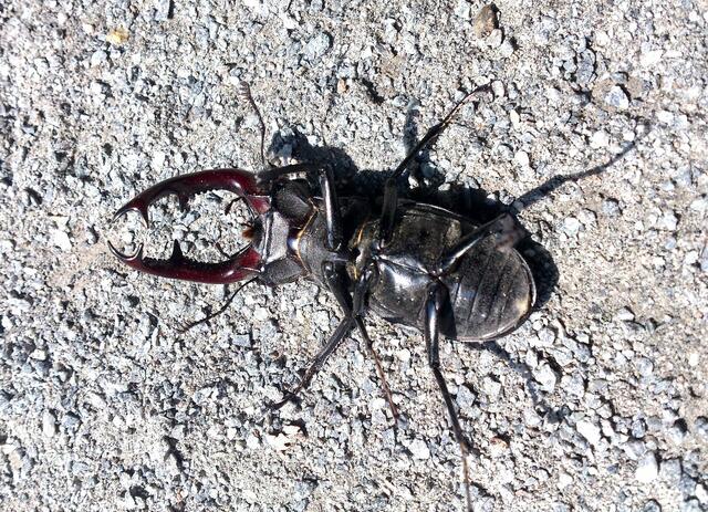 Zunächst sah es nicht gut aus. Der Hirschkäfer lag in der prallen Sonne auf dem Rücken. Wahrscheinlich hatte ihn sein Gegner als Verlierer mit den mächtigen Scheren beim Kampf um ein Weibchen wie es ihre Art ist vom Baum gestoßen. Als Nahrung dient ihm für gewöhnlich der Saft von blutenden Baumwunden der Eiche...