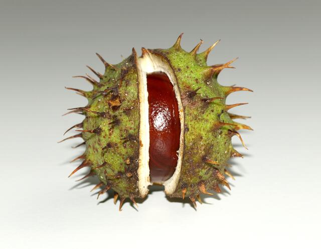 Langsam öffnet sich der stachelige grüne Panzer ... | Foto: Grace Winter / www.pixelio.de