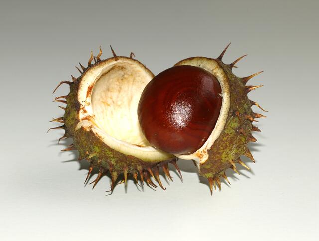 Langsam öffnet sich der stachelige grüne Panzer ... Stück für Stück ... | Foto: Grace Winter / www.pixelio.de