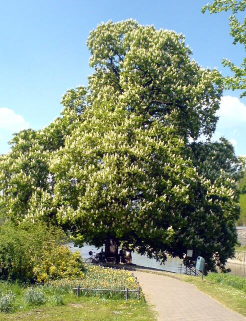 Kastanienbaum | Foto: Dirk Schmidt / www.pixelio.de
