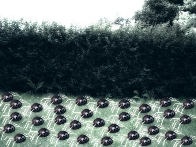 Wiese mit geschlüpften araneae castanea | Foto: knipseline / www.pixelio.de / KDH