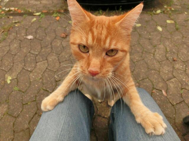 Du wirst jetzt gaanz müüde und willst mir ALLE  KATZENLECKERLIS AUS DEINER TÜTE GEBEN...