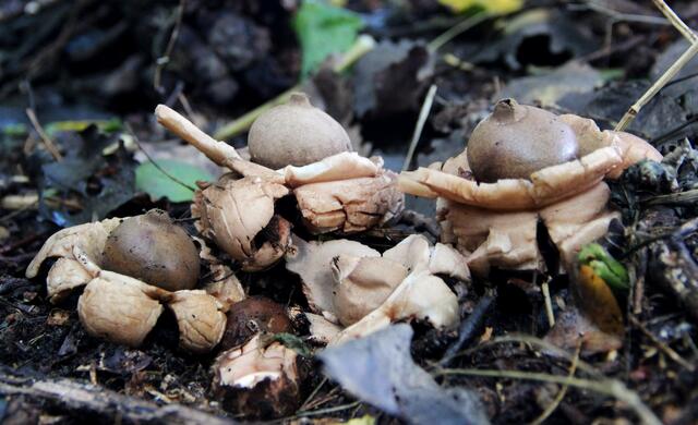 wieder Ruhe im Wald!!!