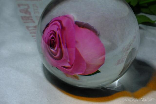 Die Rose im Spiegel...