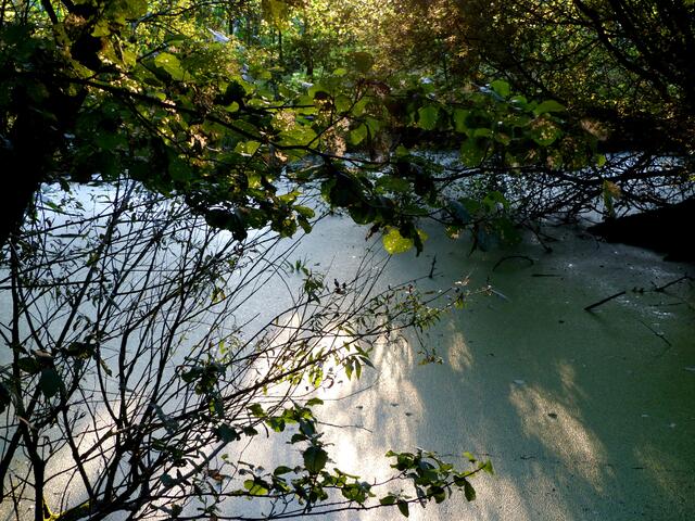 Eine zauberhafte Lichtstimmung herrscht am hinteren  mit Wasserlinsen bedeckten schattigen Teil des Krebsscherenteiches.