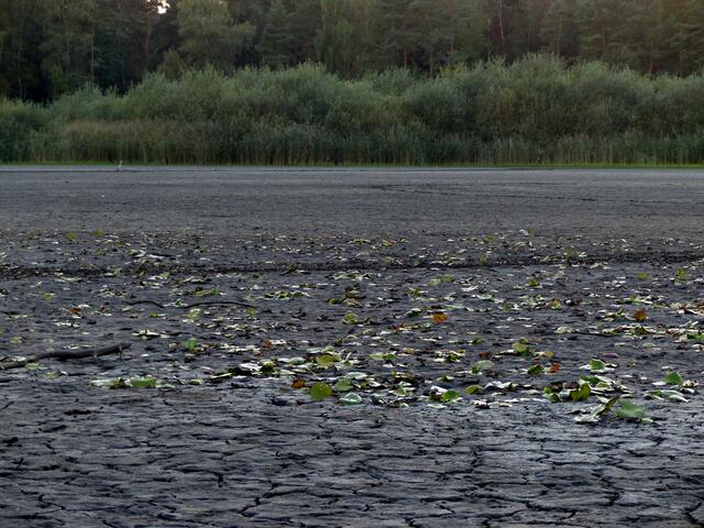Später bot sich dieses Bild. Seerosen auf dem Trockenen (aufgenommen am 27. September 2014). Wer genau hinschaut sieht im Hintergrund einen Reiher, der an seinem altbekannten Futterplatz immer wieder anzutreffen ist.