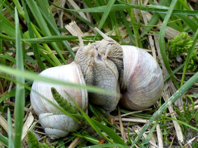 Weinbergschnecken bei der Paarung - SCHNECKENLIEBE -  Eine kleine BILDERTRILOGIE...  Im Körper der linken Schnecke befindet sich ein "Liebespfeil" (wir können ihn auch auf Bild Nr.8 gut erkennen).