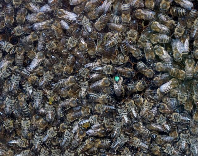 Die Königin in diesem Honigbienenvolk (Standort: NABU Vogelschutzgehölz Burgwedel) wurde zum leichten Auffinden gekennzeichnet. Anhand der gewählten Farbe können wir erkennen aus welchem Jahr sie stammt. GRÜN steht für das 2014. In folgendem Link erfahren wir mehr über den Farbcode: http://www.bienenschade.de/Imkerei/Zucht/farbcodes.htm