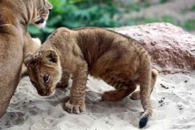 ... vielleicht sollte ich doch etwas näher rücken ...