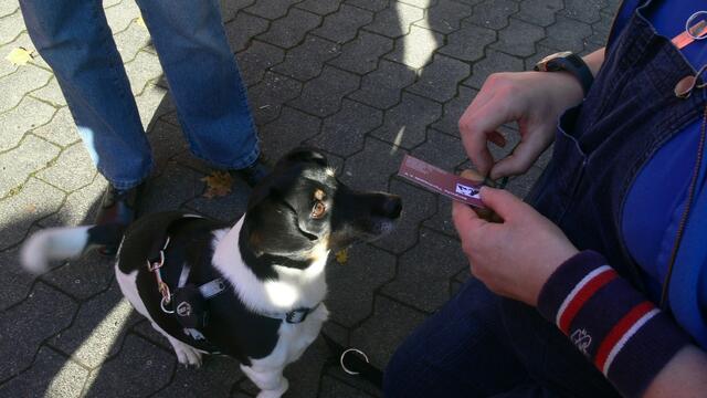 Hunde bekamen Leckerlis bei den Bergischen Tierfreunden