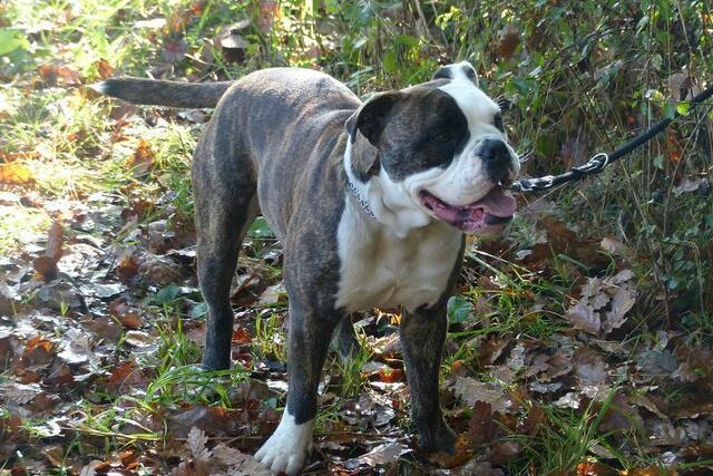 Butch .... ungewohnt brav .....