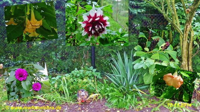 41) !!! Sonntags + Monatsbilder / Blumenbeet !!! 12.10.2014.2014 - Temperatur: Plus 7C° 5:25h / 15°C Plus 11:13h / Wind: 1-3 / Frühnebel > 300m - ab 9:00h / Sonnenschein - warm !