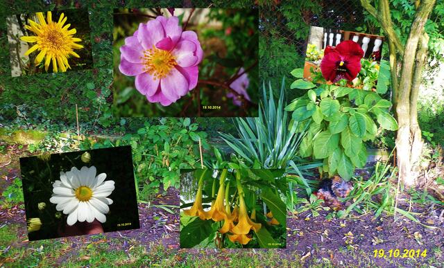 (42) !!! Sonntags + Monatsbilder / Blumenbeet !!! 19.10.2014.2014 - Temperatur: Plus 8C° 8:28h / 21°C Plus 12:23h / Wind: 1-3 / Frühnebel > 300m - ab 9:00h / Sonnenschein - warm !