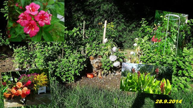(39) !!! Sonntags + Monatsbilder / Blumenbeet !!! 28.9.2014 - Temperatur: Plus 7C° 6:15h / 14°C Plus 8:24h / Wind: 1-3 / Frühnebel > 50m - ab 9:00h sonnig warm !