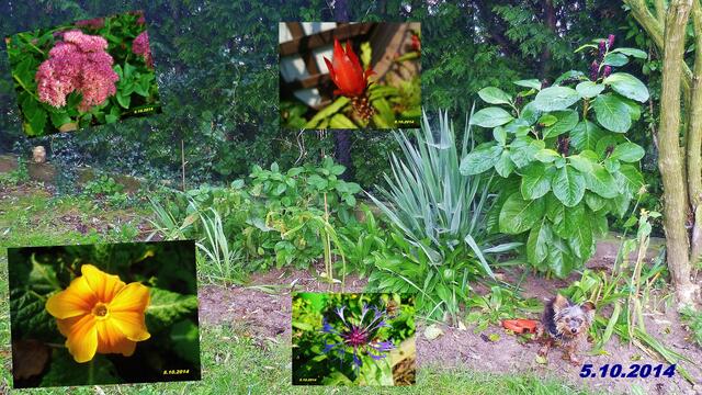 (40) !!! Sonntags + Monatsbilder / Blumenbeet !!! 5.10.2014.2014 - Temperatur: Plus 3C° 6:25h / 6°C Plus 8:34h / Wind: 1-3 / Frühnebel > 50m - ab 8:00h / die Sonne kämpft sich durch !