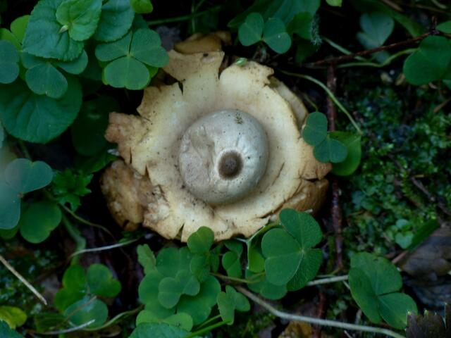 Im Wald  wurde zwischen den Waldsauerkleepflanzen auch ein Erdstern entdeckt.