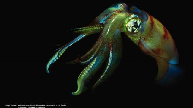 Foto: Birgit Trutnau