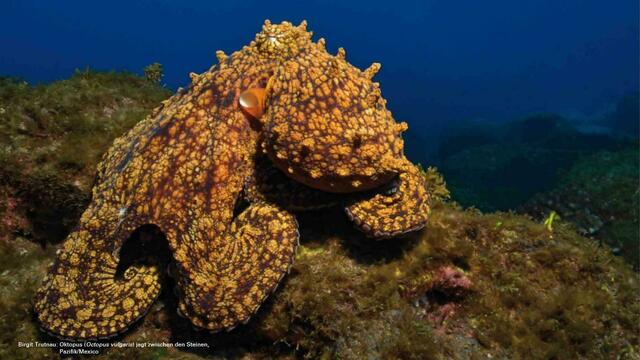 Foto: Birgit Trutnau