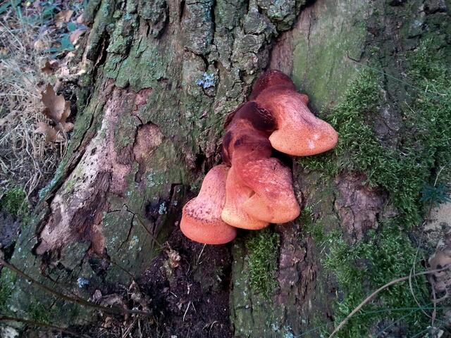 Ochsenzugen (Fistulina hepatica) wachsen stets am Fuß von alten Eichen.
