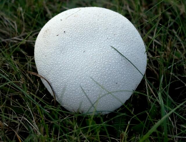 Auch im Oktober entdeckten wir noch einmal Hasenboviste von denen nach näherer Kontrolle sich einer noch in einem essbaren Zustand befand.