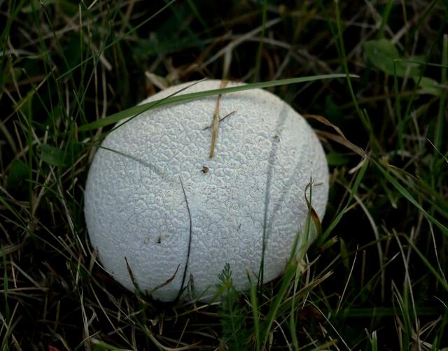 Manchmal entscheiden nur einige Stunden der Reifung über die Essbarkeit... Von den Erfahrungen bei der Zubereitung erfährt der Leser mehr im begleitenden Text.