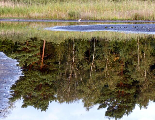 Spiegelung mit Reiher. Die Schönheit des Biotops erkennen wir auch noch als der Würmsee schon halb trocken fiel. Aufgenommen am 31. August 2014.